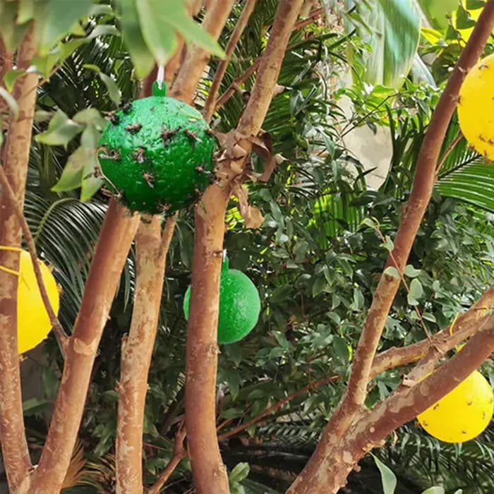 Piège à mouches à fruits en forme de boule