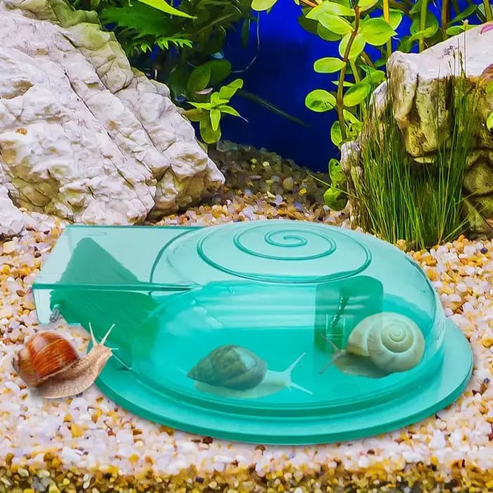 Attrape-escargot Transparent