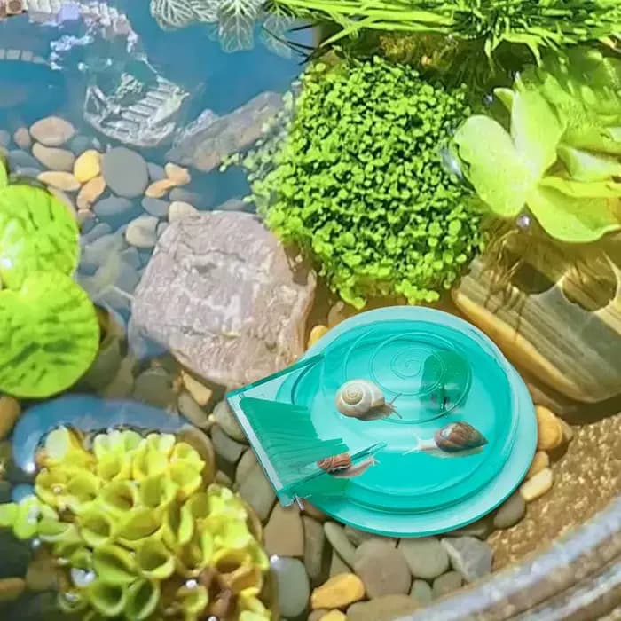 Dissolvant d'escargot d'aquarium